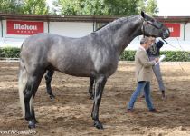 WX GENIO MATER, DE MATER CHRISTI, CAMPEON JOVEN DEL CONCURSO